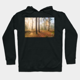 Foggy morning sun light forest Hoodie